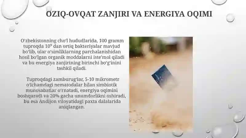 Tuproq mikroorganizmlari va hayvonlar orasidagi munosabatlar 3