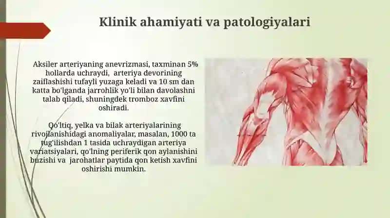 Oʼmrov osti, qoʼltiq va yelka -bilak sohalaridagi arteriyalar rivojlanishi 3