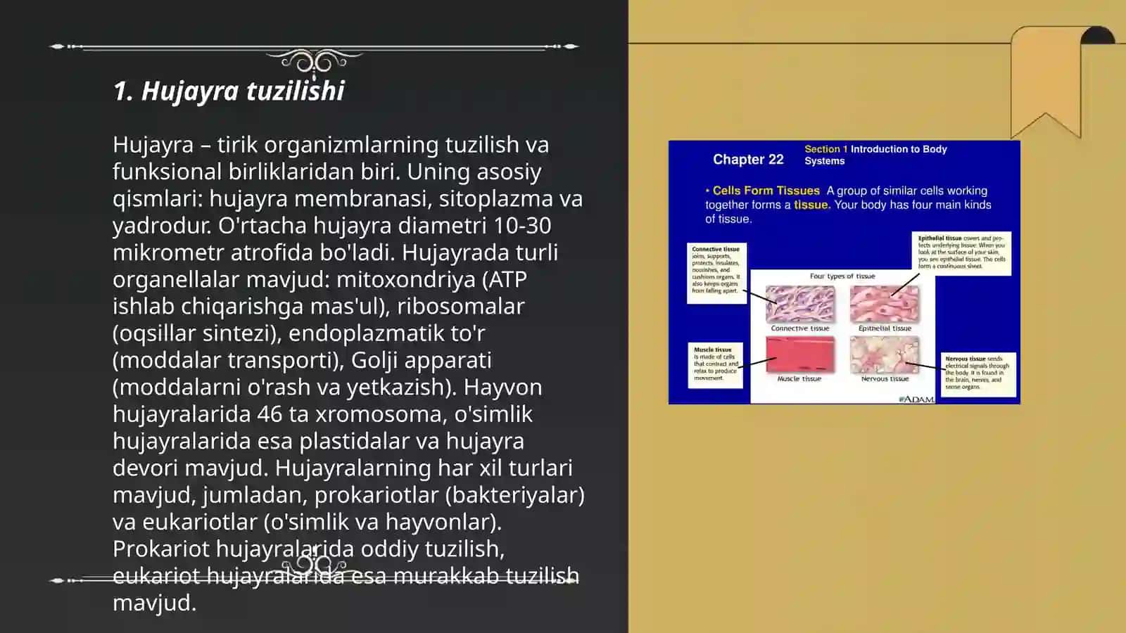 Hujayra va to'qimalar tuzilishi 3