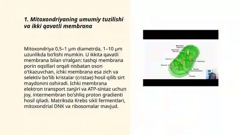 Sitoplazma orgonoidlari-mitoxondriya va plastida sentrosoma mikronaychaning tuzilishi 3