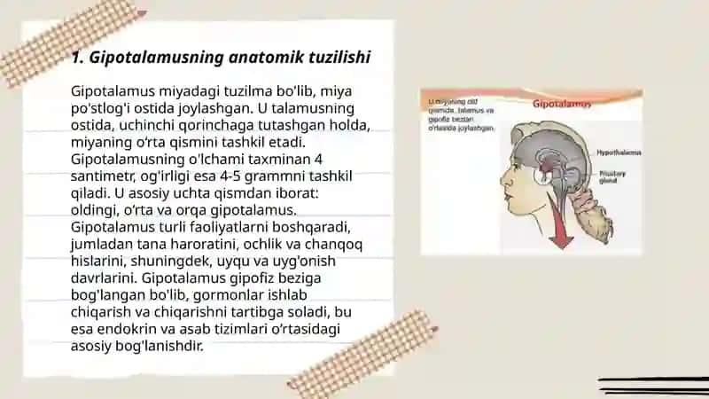 Gipotalamo gipofizar tizim faoliyati va ahamiyati 3