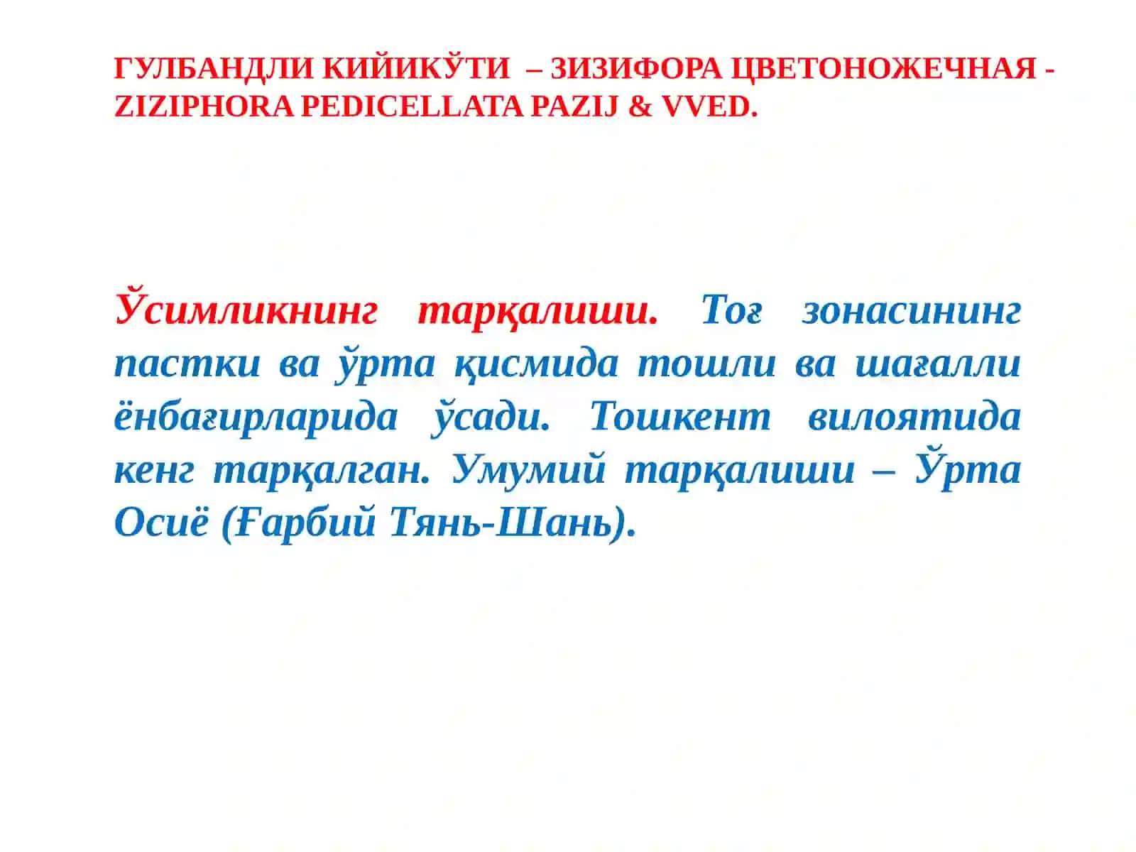 ГУЛБАНДЛИ КИЙИКЎТИ – ЗИЗИФОРА ЦВЕТОНОЖЕЧНАЯ - ZIZIPHORA PEDICELLATA PAZIJ & VVED 3