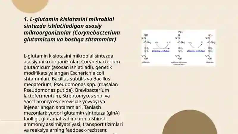 L-glutamin kislotani mikrobiologik uslubda sintezlash va ajratib olish texnologiyasi 3