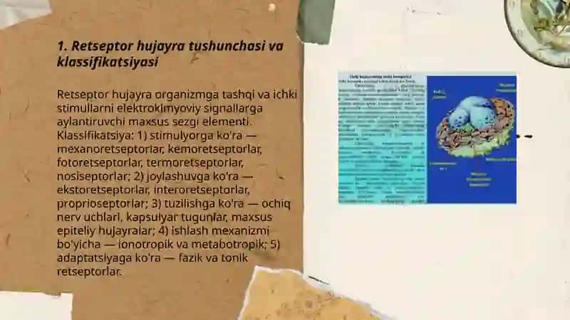 Retsepsiya retseptor hujayralar tuzilishi va faoliyati 3