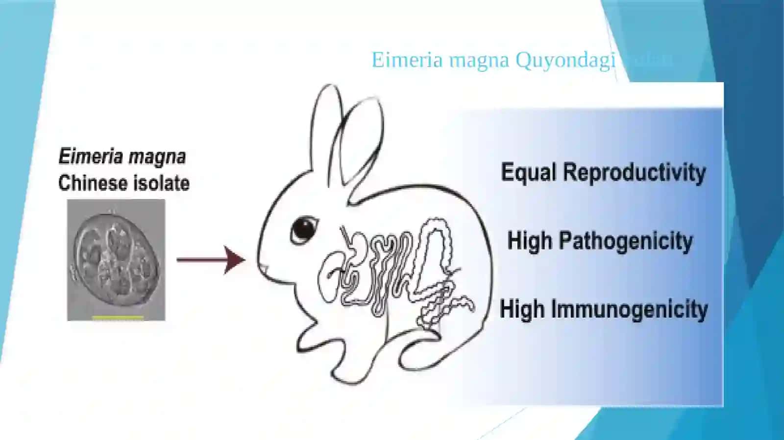 Koksidayalarsinfi(Eimeria, Toxoplasma,sarcocystia) 3