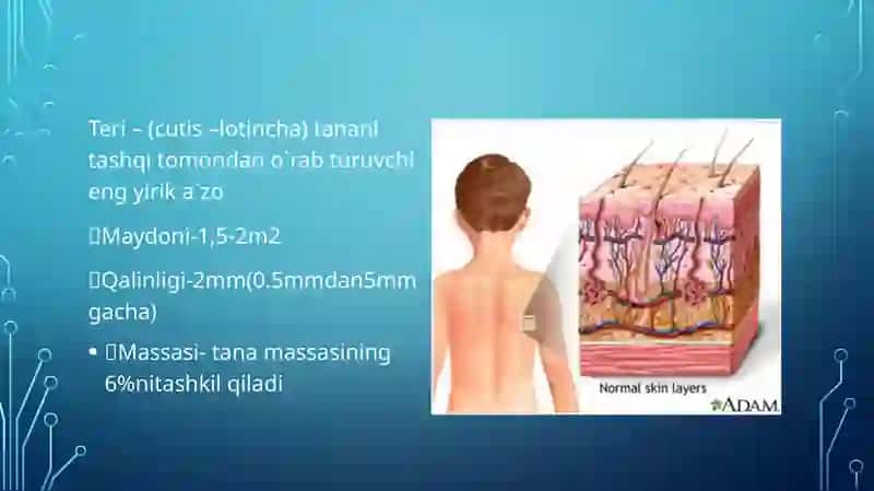 Keratinizatsiya jarayoni haqida zamonaviy tasavvurlar.Soch folikulasining sikli va uning klinik ahamiyati.Teri regeneratsiyasi va transplantatsiyasi.Nazariy va klinik ahamiyati 3