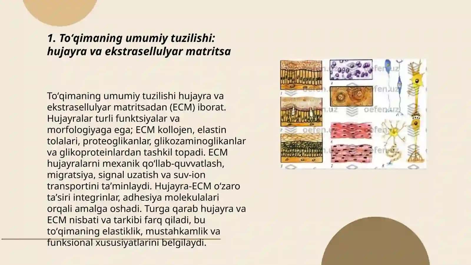 Toʻqimalar tuzilishi,turlari va organizm uchun ahamiyari 3