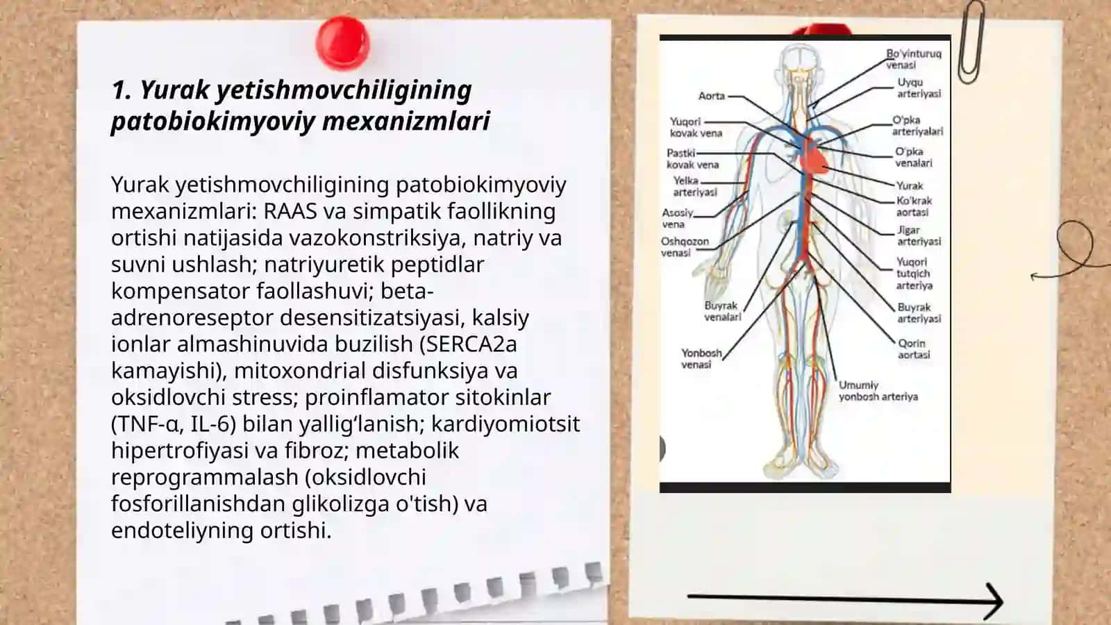 Yurak-qon tomir va nafas tizimi patobiokimyosi 3