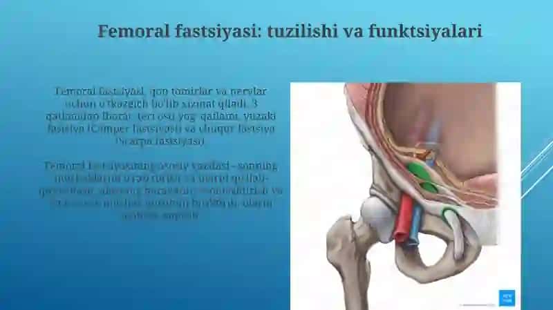 Femoral fastsiyasi, chov kanali va qorinning lateral devori 3
