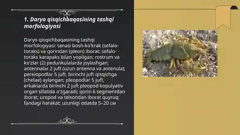 Daryo qisqichbaqasining tuzilishi va sistematikasi 3