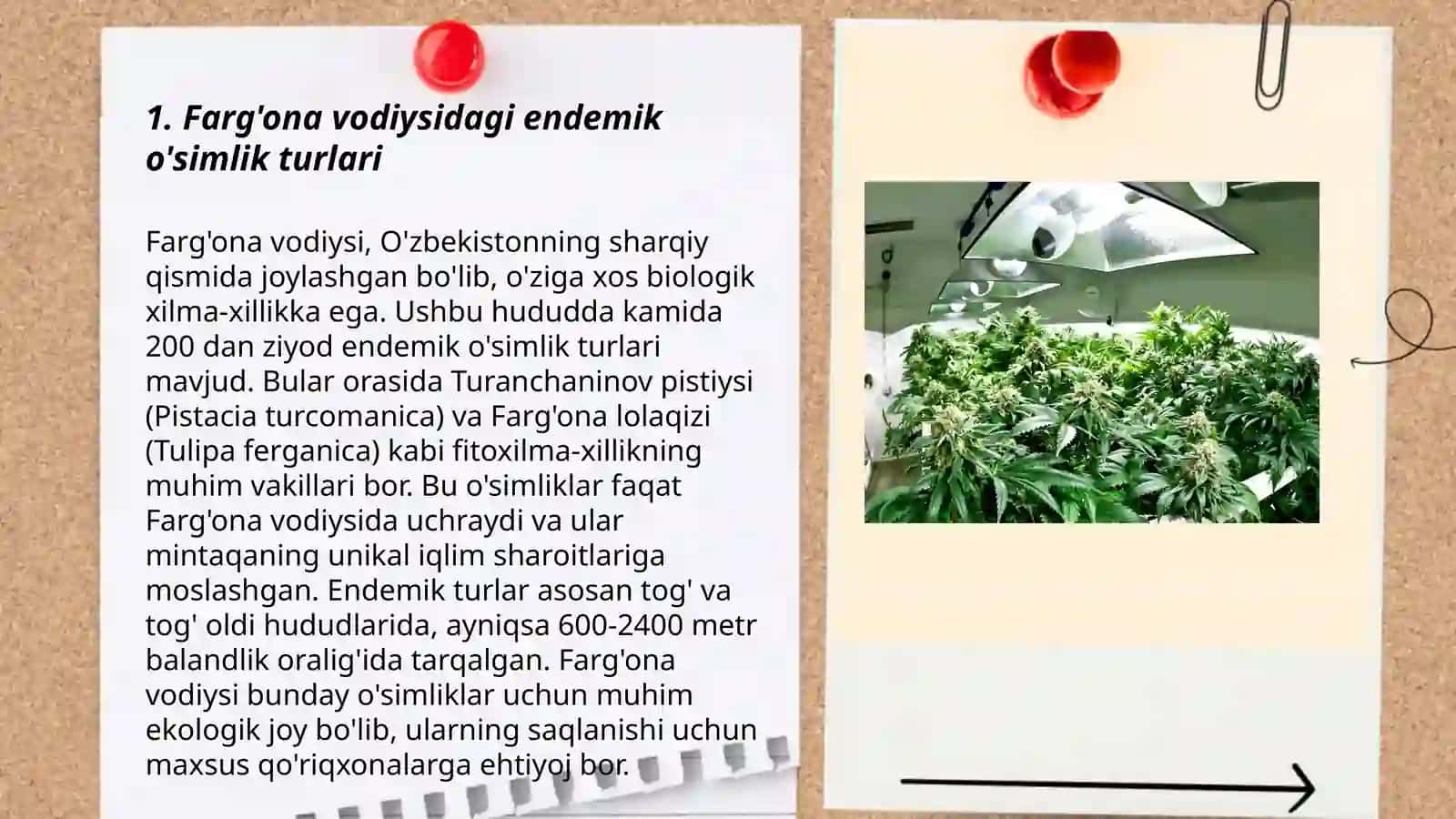 Farg’ona vodiysning endem o’simliklarni bioekalogiyasi 3