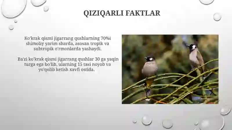 Ko'kraktojli qushlar katta turkumi 3