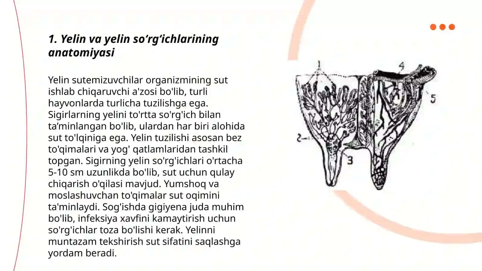 Yelin va yelin soʻrgʻichlari jarrohlik sut bezini ekstirpatsiyasi 3