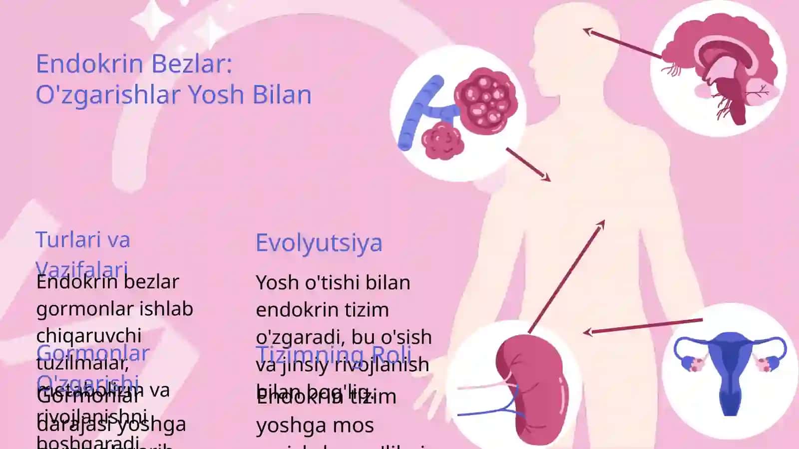 Endokrin bezlar va ularning yoshga qarab oʻzgarishi 3