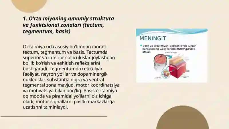 Miya. O'rta miya fiziologiyasi 3