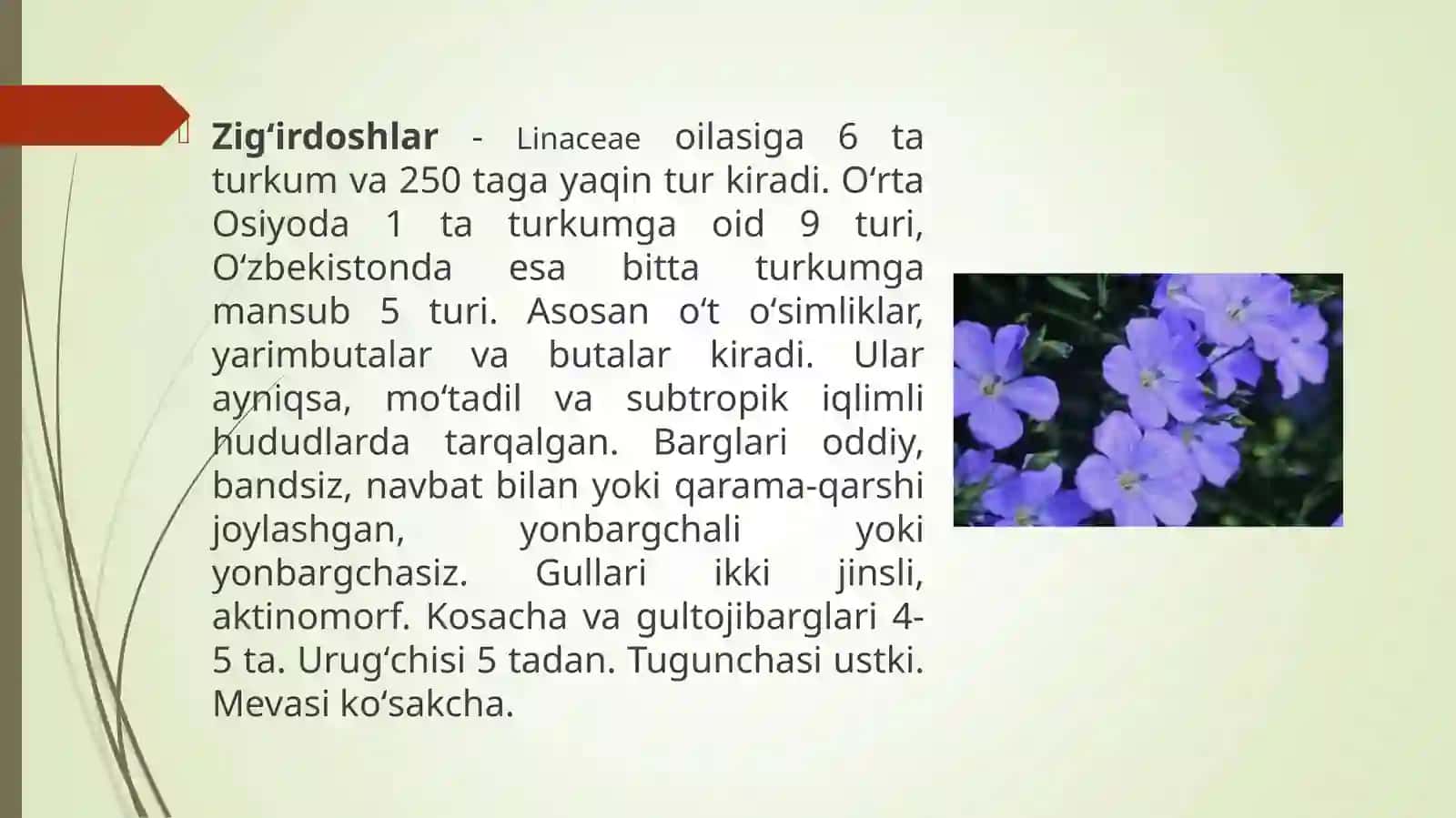 Zig’irdoshlar Linaceae oilasidagi turlar biologiyasi, ekalogiyasi, areali xalq xo’jaligidagi ahamiyati 3