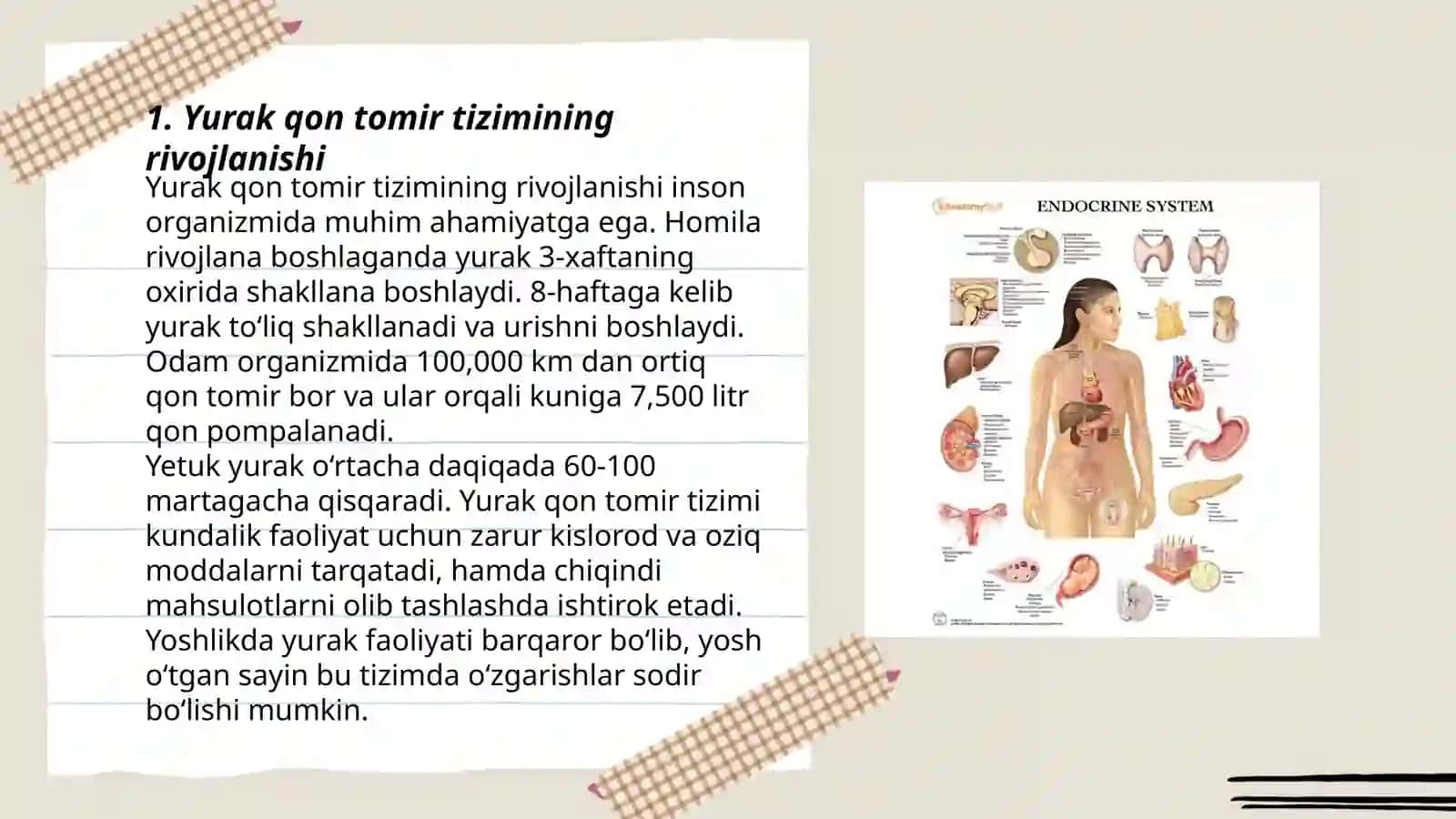 Yurak qon tomirlar, Endokrin tizimining onto-filogenezi 3