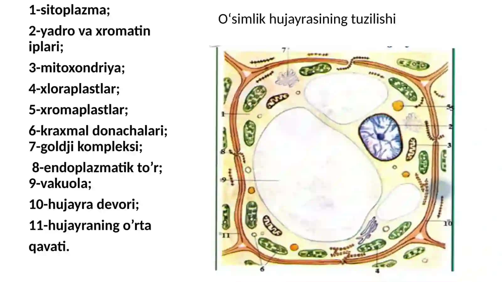 Oʻsimlik hujayrasi va toʻqimalarining tuzilishi 3