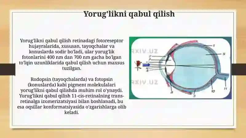 Koʻzning toʻr pardasida ketadigan fotobiologik jarayonlar 3