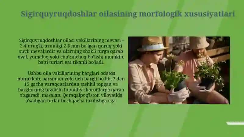 Sigirquyruqdoshlar oilasiga kiruvchi oʻsimliklarning oʻziga xos xususiyatlari va ahamiyati 3