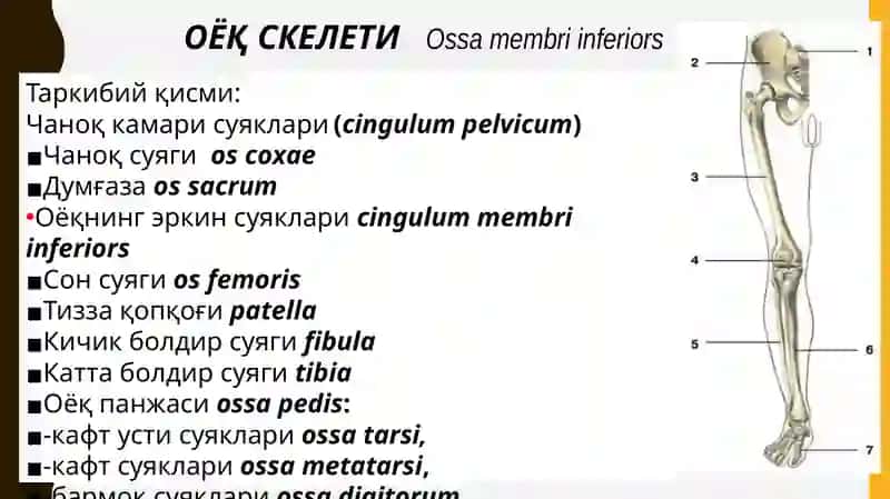 Европа тиббиёт университети 3