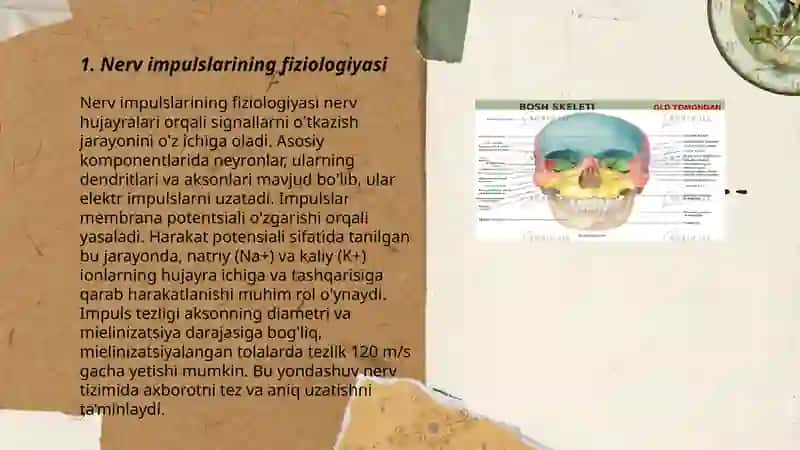 Nerv impulslari o’tkazilishi va uning tarmoqlari. Sinaptik harakatlanish 3