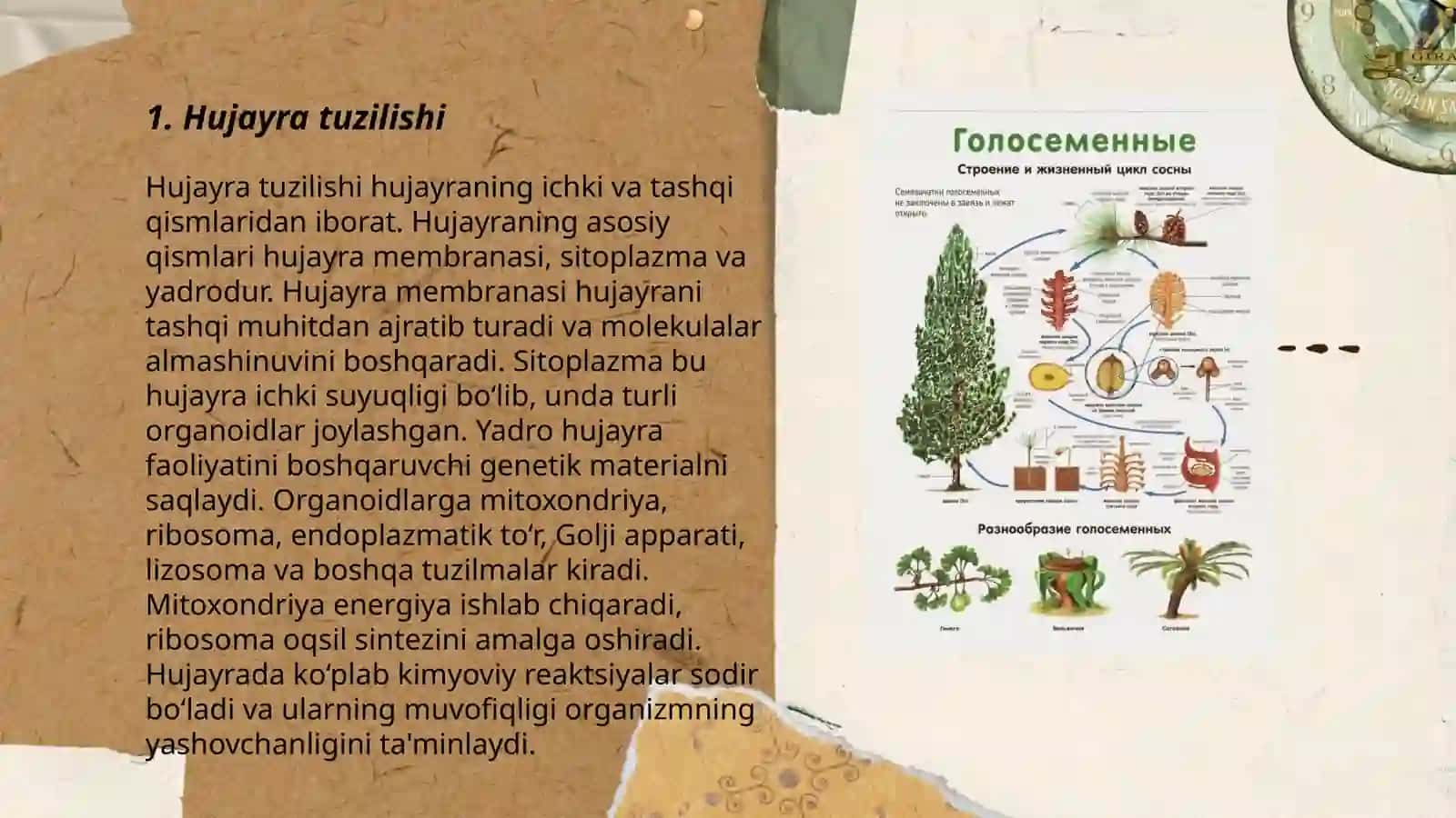 Hujayra, o'simliklar olami va sistematikasi 3