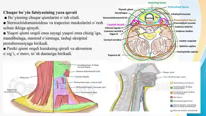 Chuqur bo’yin fasiyasi, Prevertebral yoki chuqur bo’yin mushaklari. 3