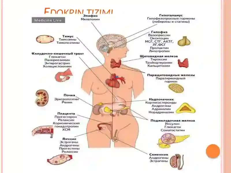 Ekzokrin va endokrin azolar haqida tushuncha 3