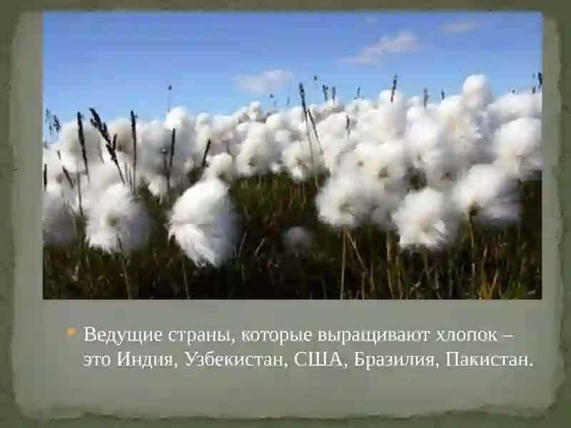 "Белое золото" 3
