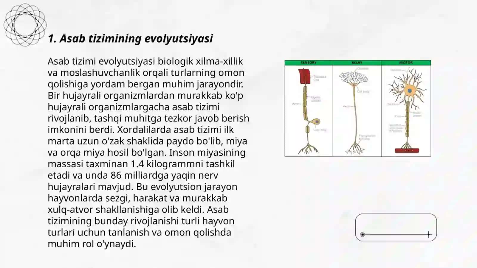 Asab tizimi va sezgi organlari onto-filogenezi 3