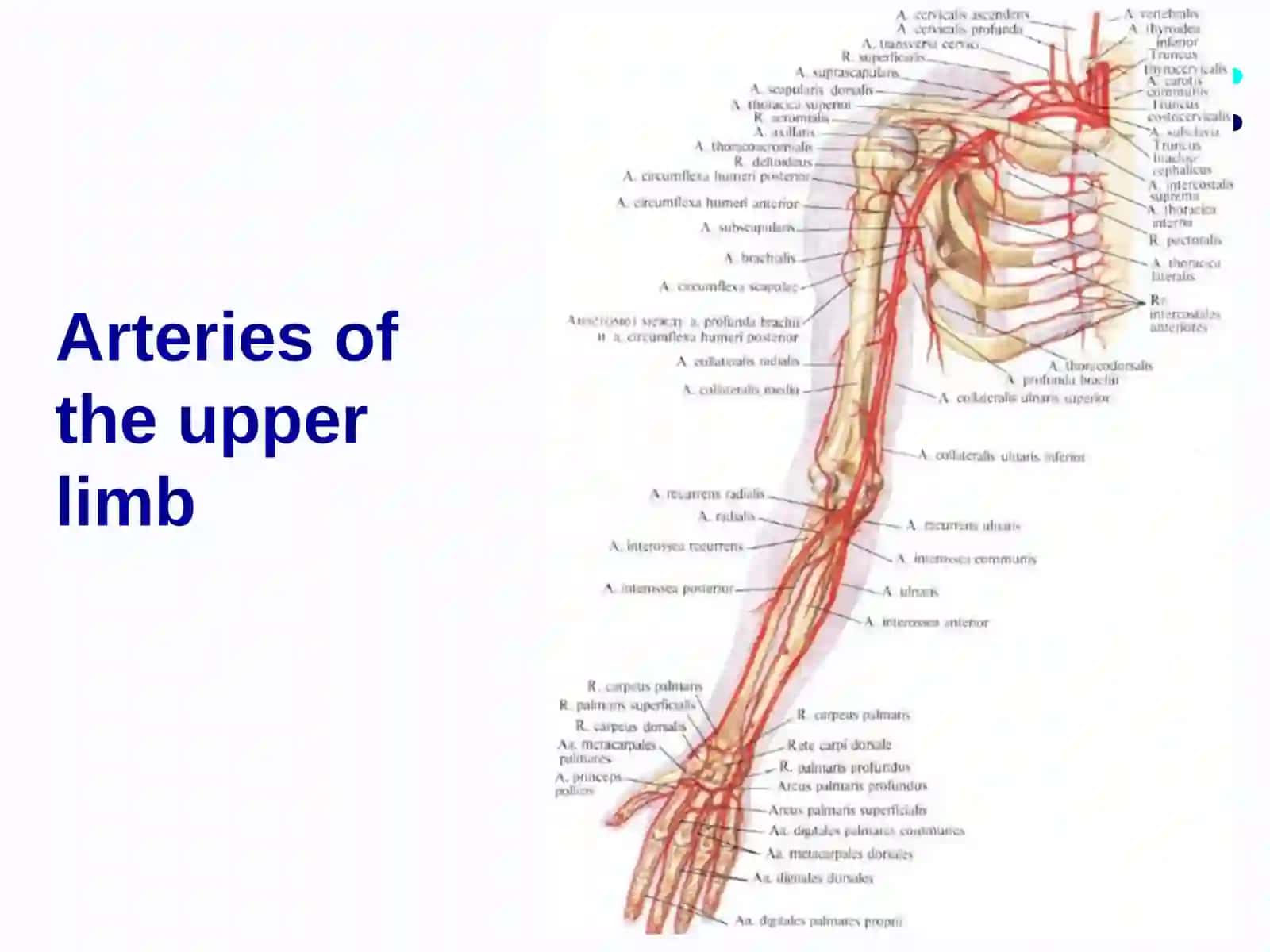 Clinical anatomy of the upper limb 3