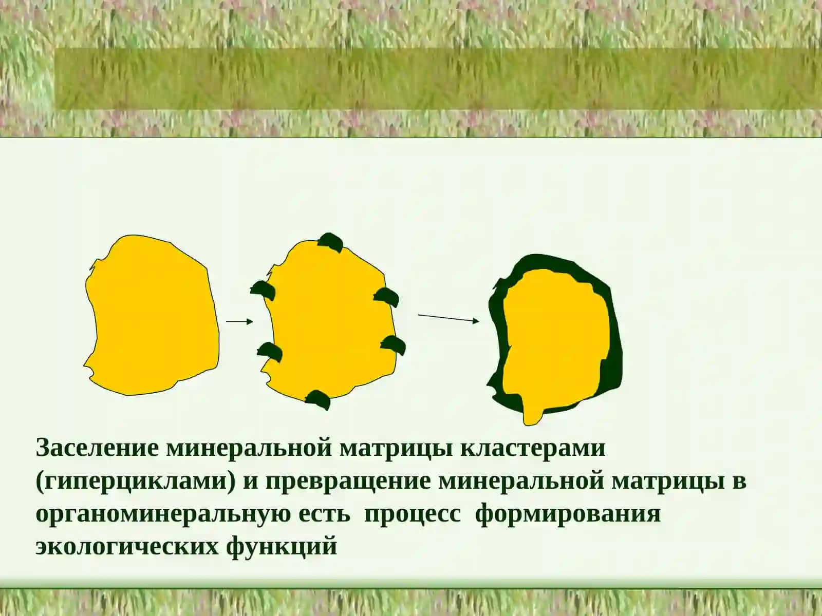 Экологические функции почвы 3