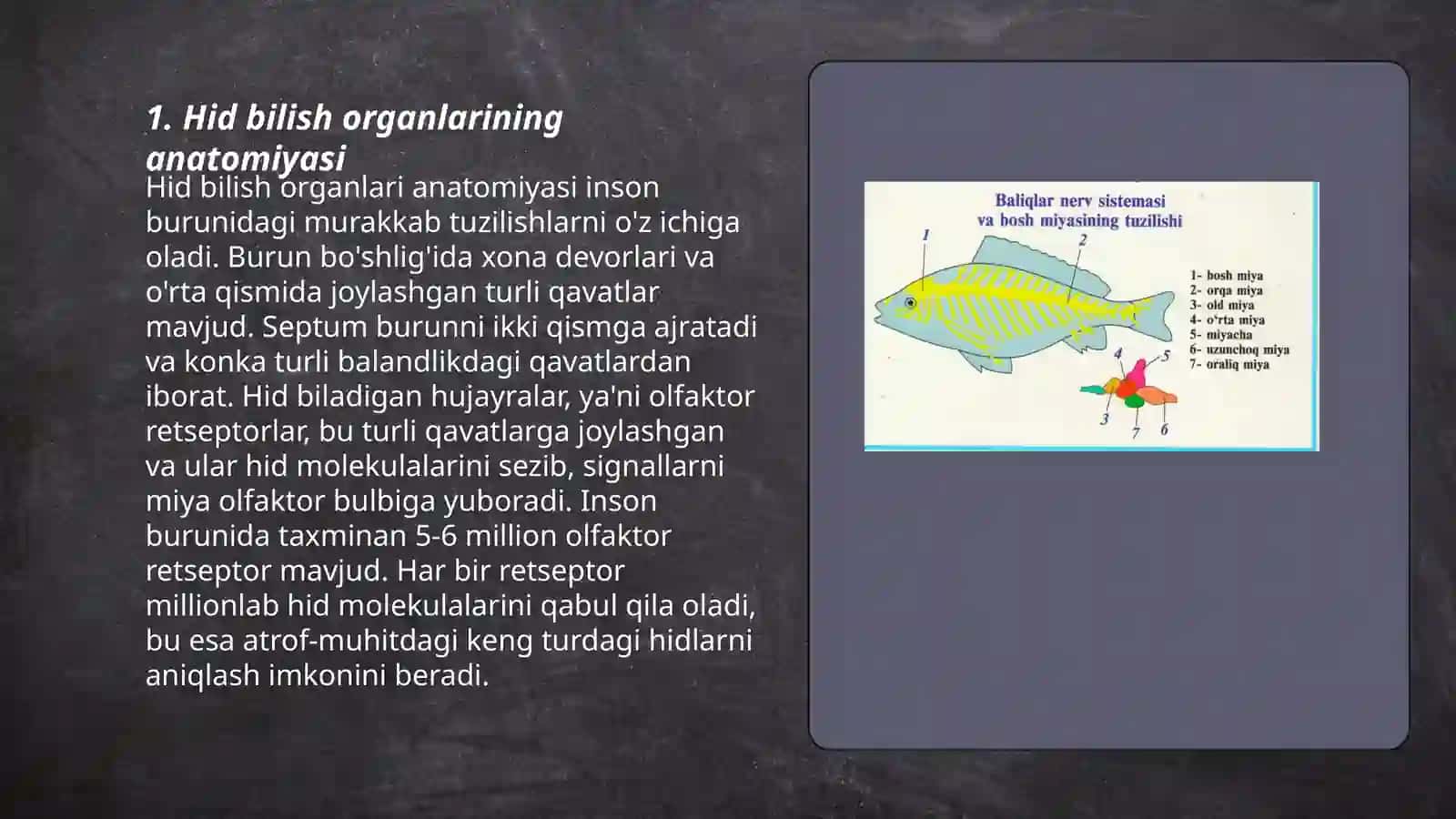 Hid bilish organlarining tuzilishi va uning regenratsiyasa qilish xususiyati. Ta'm bilish a'zolarining morfo- funksiyanal tavsifi 3