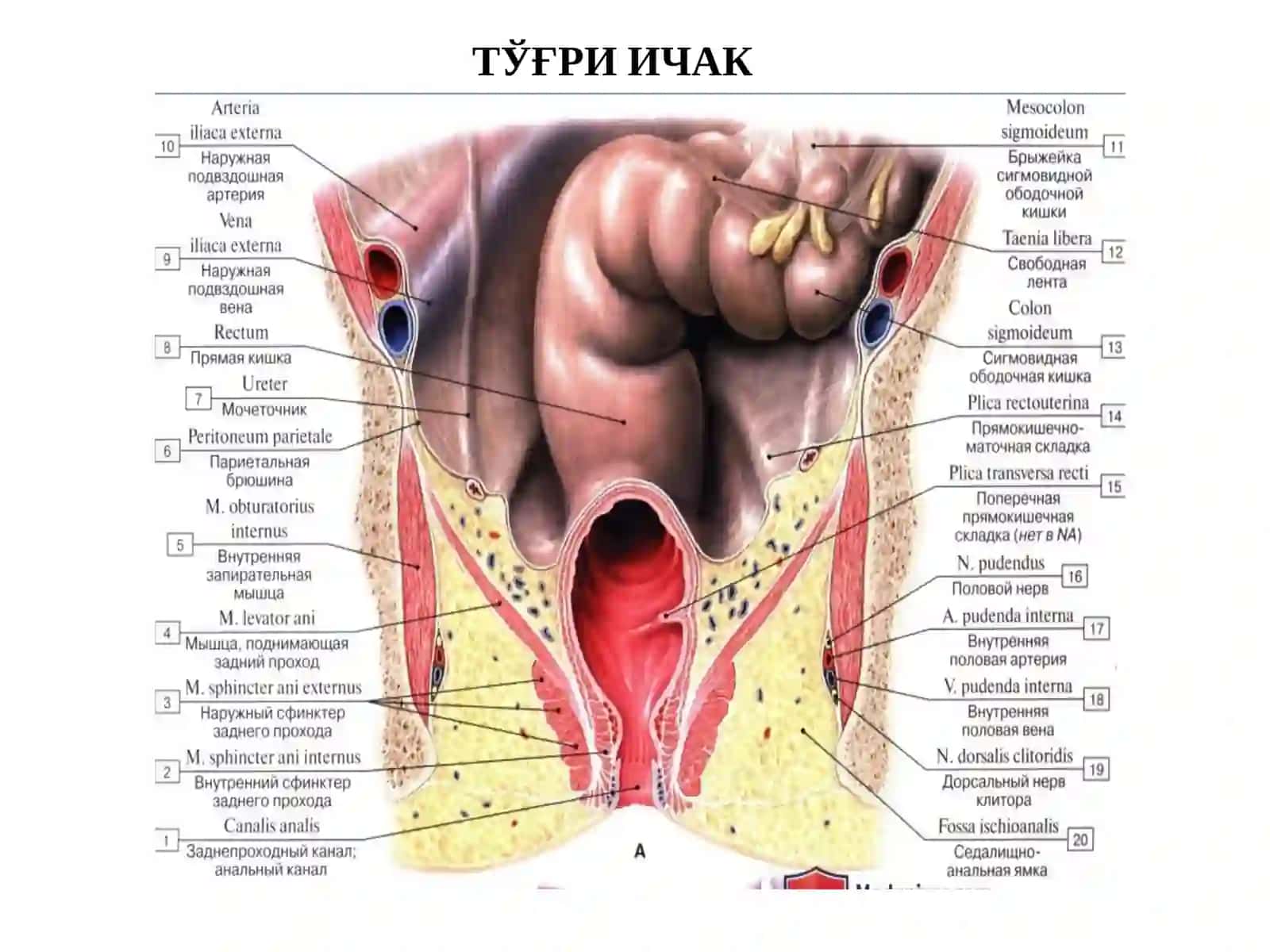 Тўғри ичак(rectum) 3