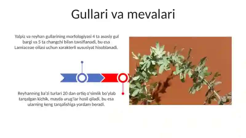 Yalpiz va rayhon sistematikasi va morfologiyasi 3