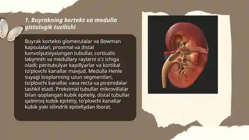 Burak va sidik ajratish azolarining gistologik tuzilishi va funksiyalari 3