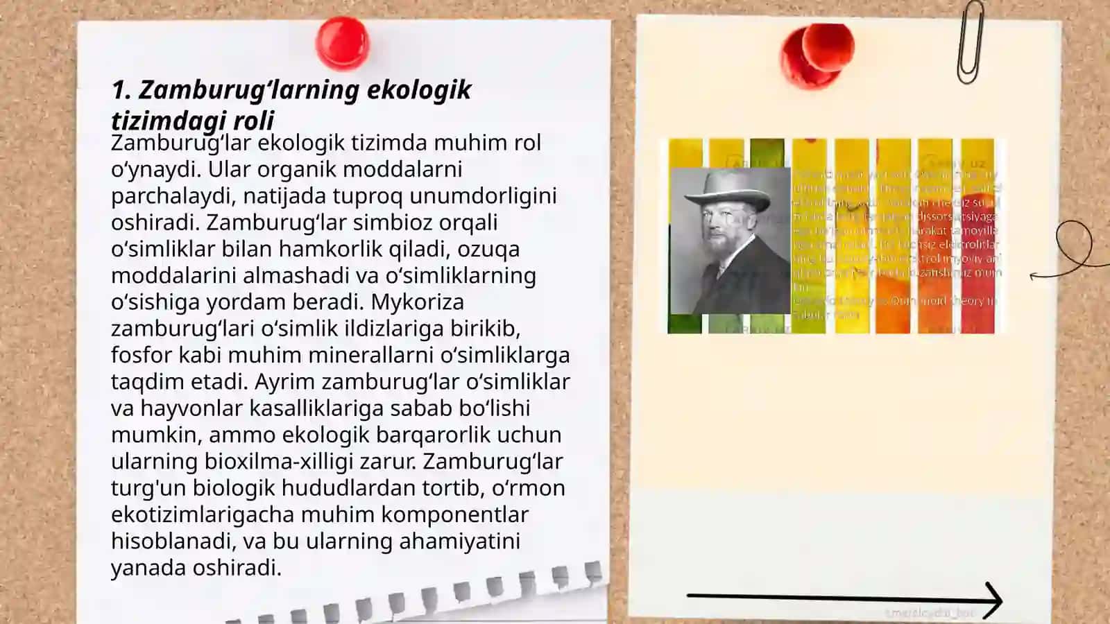 Zamburugʻlarning ahamiyati va oʻrni 3