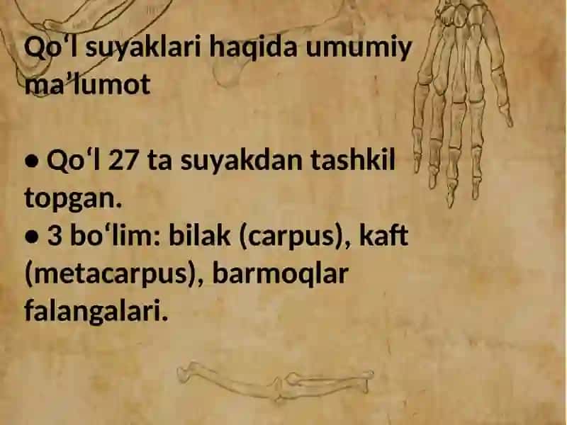 QO‘L SUYAKLARNING RIVOJLANISHIGA ICHKI VA TASHQI FAKTORLARNING TA‘SIRI 3
