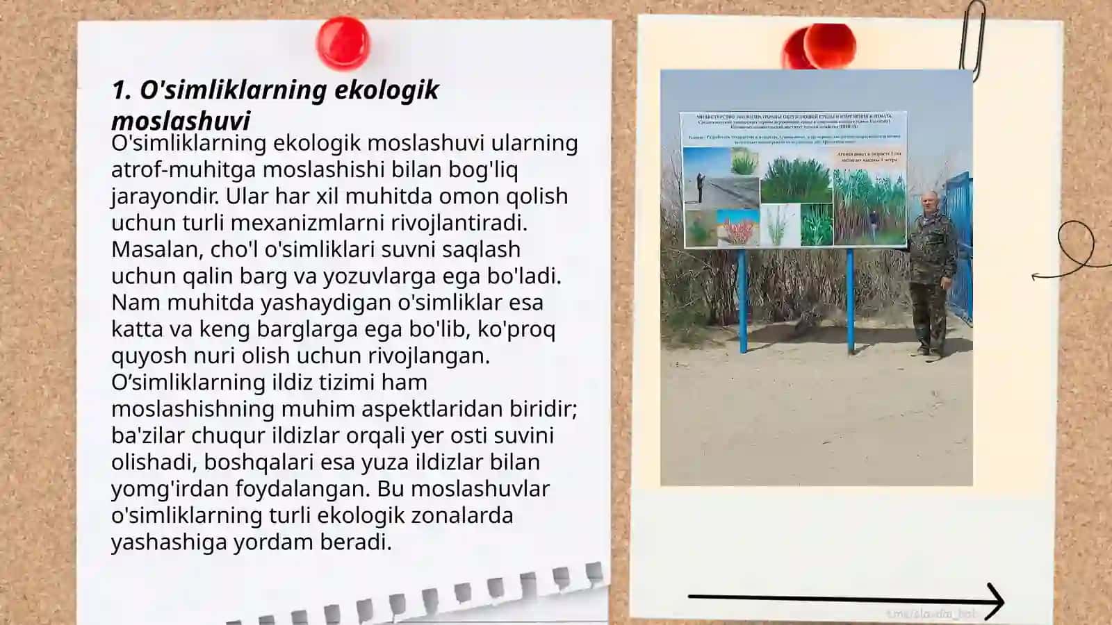 O'simliklarni qurg'oqchilikka chidamliligi 3
