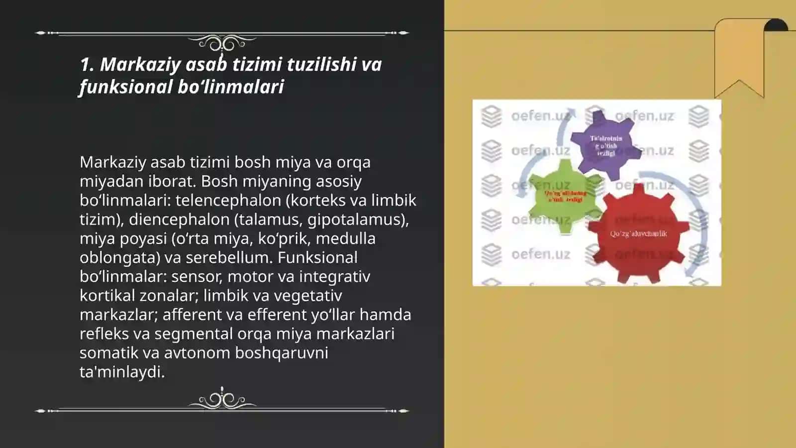 Markaziy asab tizimining umumiy fiziologiyasi 3