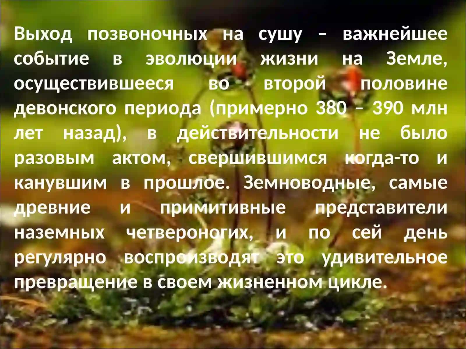 ЗЕМНОВОДНЫЕ 3
