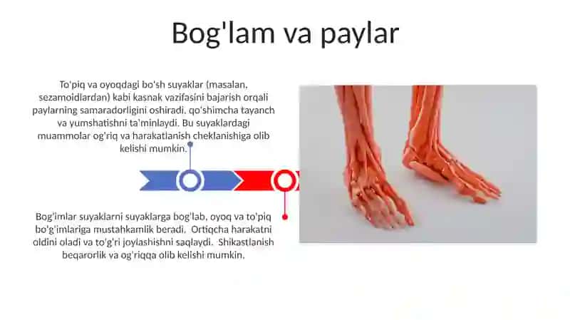 Chanoq kamari va oyoqning erkin suyaklari 3