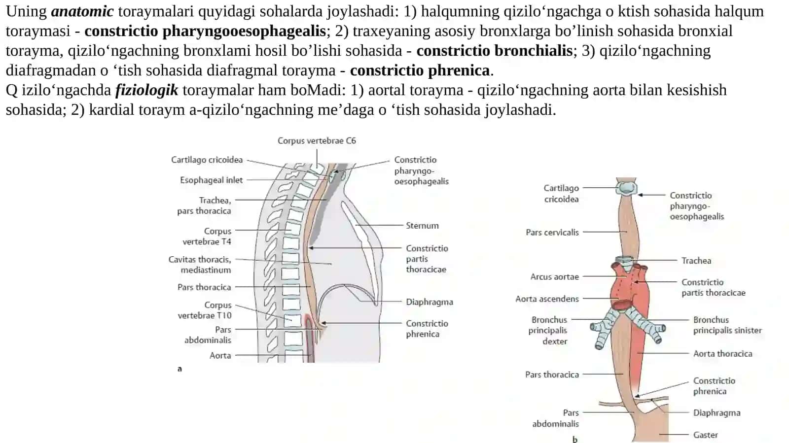 Qizilungach, qorin boʻshligʻi a'zolari haqida umumiy ma'lumot 3