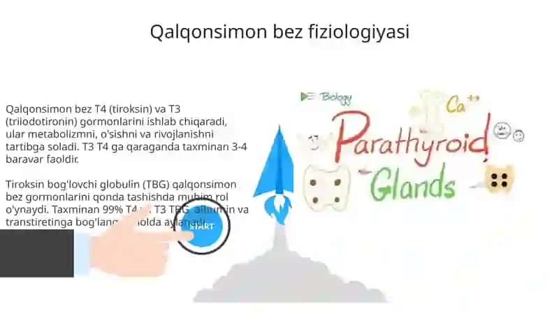 Endokrin bezlar fiziologiyasi 3