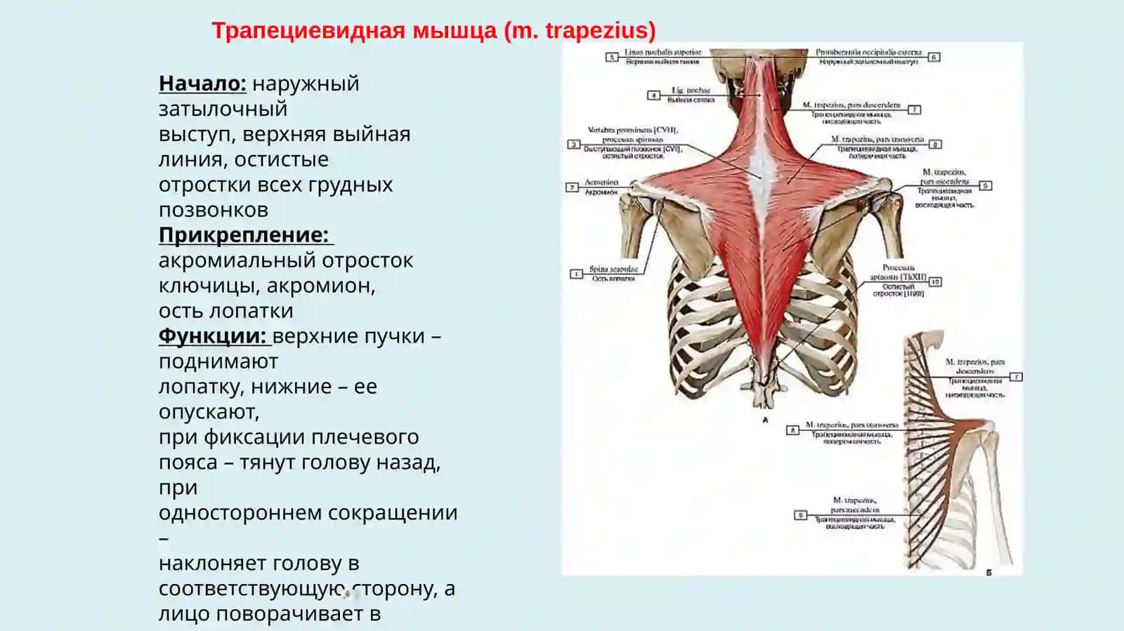 Мышцы туловища, действующие на верхнюю конечность. Мышцы шеи и головы 3