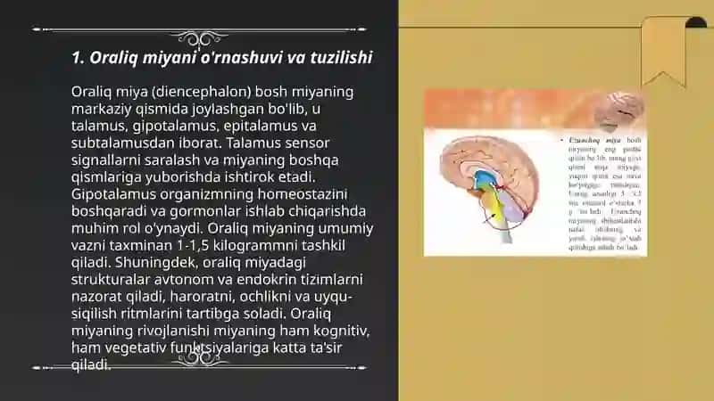Oraliq miya va miyacha anatomiyasi va fiziologiyasi 3