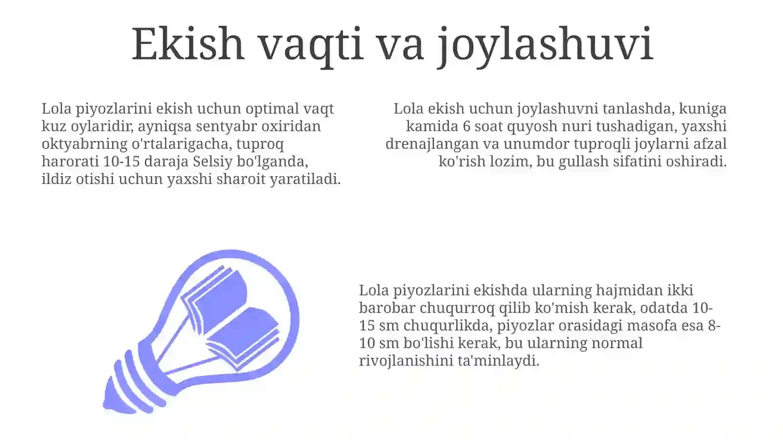 Lola piyozlarini ekish 3