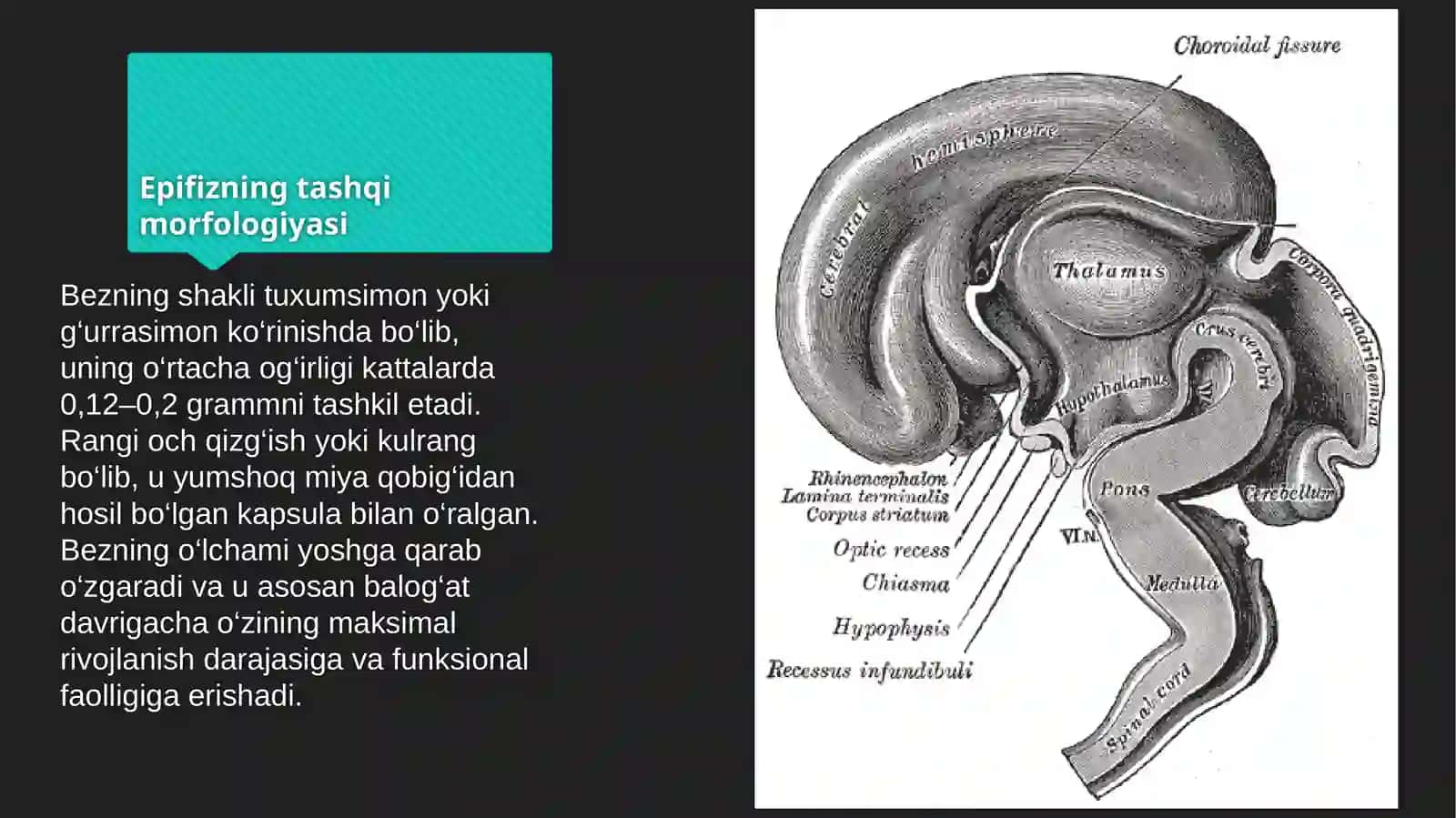 Epifiz (G‘urrasimon tana) – Kirish /Tibbiyotda axborot texnologiyalari mavzusida 3
