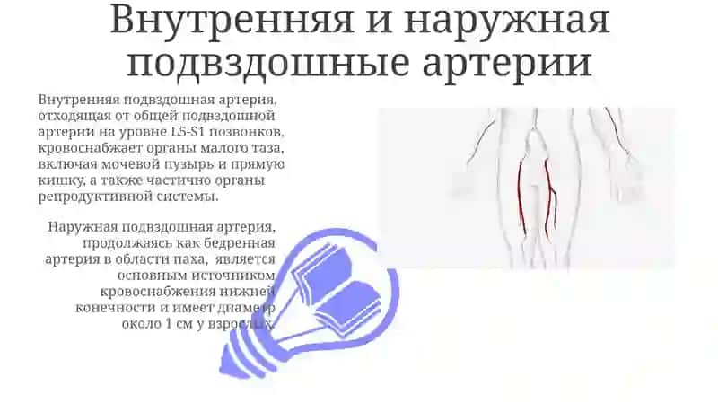 Бедренная артерия, Внутренняя и наружная подвздошные артерии, Артерии голени и стопы 3